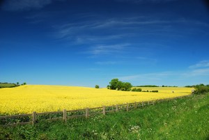 4706864111_945cce8d70_z[1]